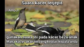 suara kacer kejepit minta tolong untuk pikat kawanan kacer || singing magpie robin scream