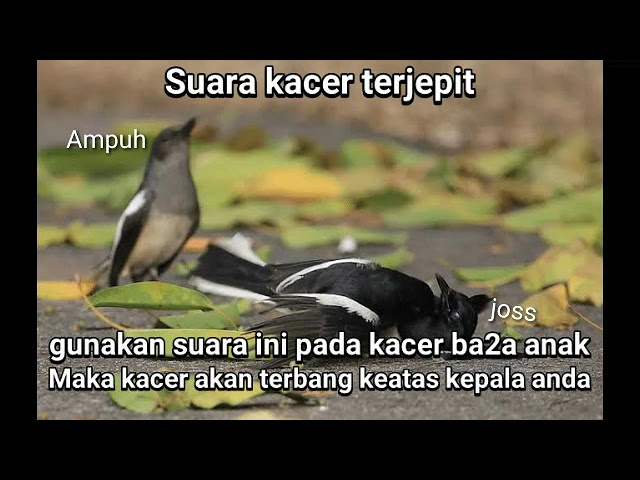 suara kacer kejepit minta tolong untuk pikat kawanan kacer || singing magpie robin scream class=