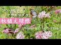 【数倍楽しむガーデニング】秋植え球根の魅力|秋の苗づくり|フジバカマとアサギマダラ
