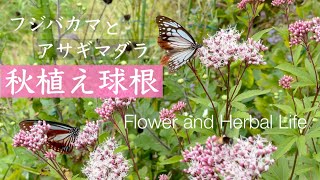 【数倍楽しむガーデニング】秋植え球根の魅力|秋の苗づくり|フジバカマとアサギマダラ