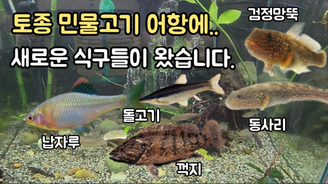 토종민물고기어항 새로운 물고기들을 소개합니다.꺽지 동사리 검정민물망뚝 등등