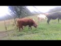 Pasando las vacas a otro agostadero 🐄