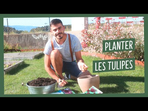 Vidéo: Comment prendre soin des tulipes en pot pendant l'hiver