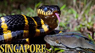 Reticulated Python and Mangrove Snake in Asia, Singapore.
