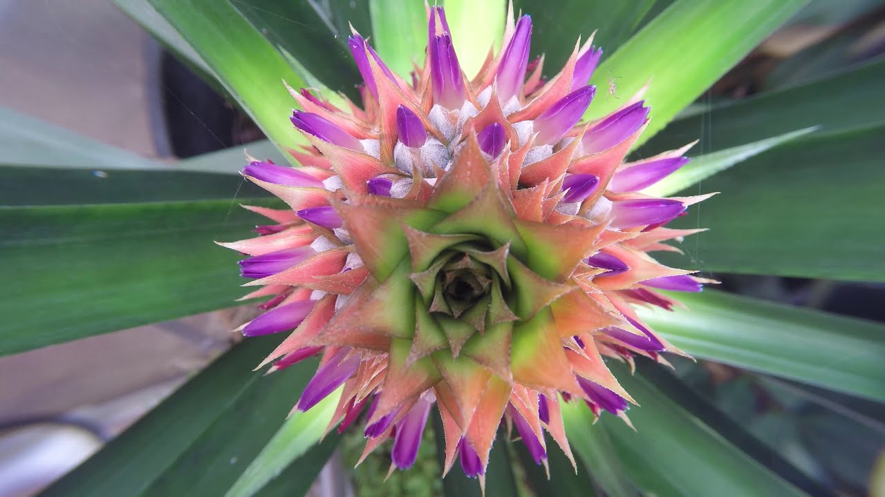 Pineapple Project - YouTube