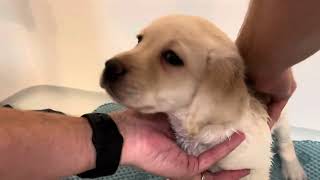 Sweet Lab Puppy GINGERBREAD Takes a Bath to Get Ready for Her Forever Family #labrador #puppy