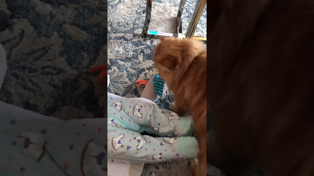 Maxi Cat fun and cute adventures with baby Heidi Best friends forever - funny baby viy