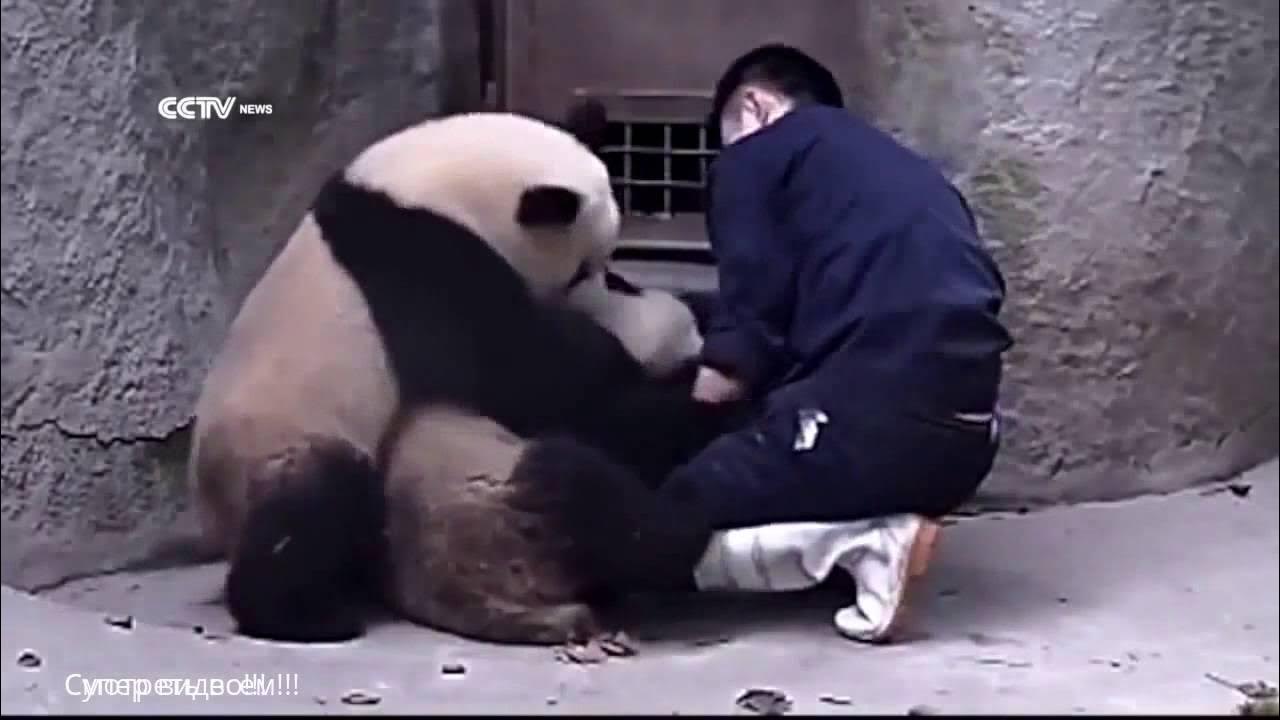 Танцующая панда видео. Панда пукает. Панды видео смешные. Панда чихает. Панда чихает видео.