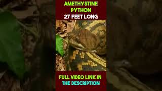 Amethystine Python #facts #shorts #python