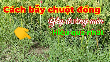 Cách bẫy chuột đường mòn... Chi tiết và hiệu quả nhất... Tèo ngố TV.