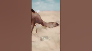 القرآن الكريم | عبد الرحمن مسعد