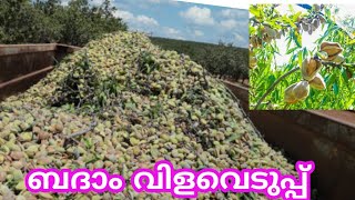 Technology of Cultivation and Harvest Almonds/ബദാം കൃഷിയുടെയും വിളവെടുപ്പിൻ്റെയും സങ്കേതിക വിദ്യ