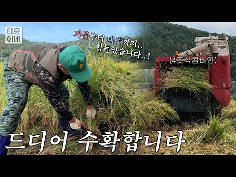 태미논 수확!!🌾 드디어 결실의 날이 왔습니다..! [태웅이네 농촌일기]