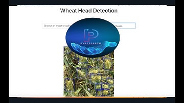 Wheat Head Detection: YOLOv5 & OpenCV Tutorial for Python Crop Analysis 🌾🔍