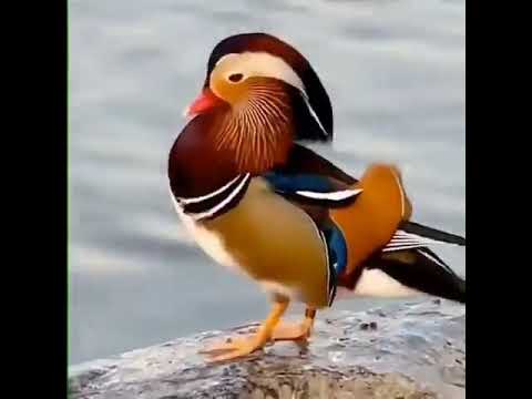 پرنده زیبا قشنگ نعمت زیبا