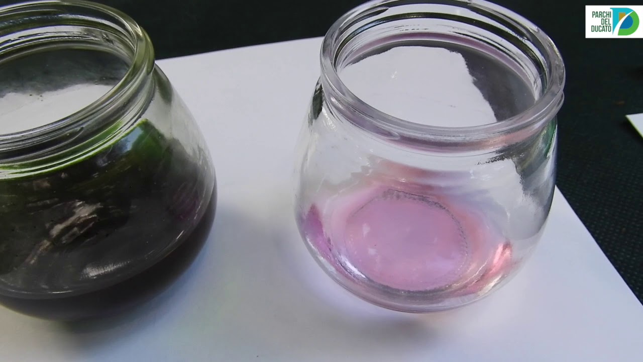 Estrazione della clorofilla e cromatografia