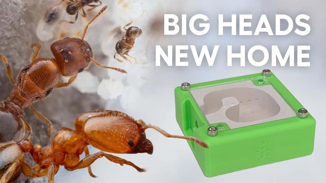 I tried to move my Big Headed Ants and it got CRAZY