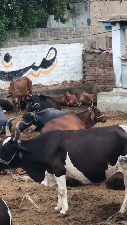 #shortefeed#cow#unfrez#bull#cowlover#foryoushorte#animals#duet#tranfingshorte#viralshorte#explore#sh