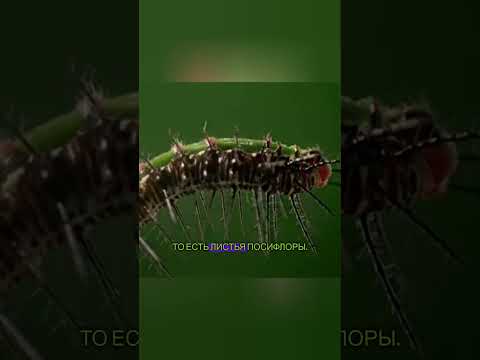 эволюция растений #beyond #животные #moment #животные #facts #документальныйфильм #природа #новости