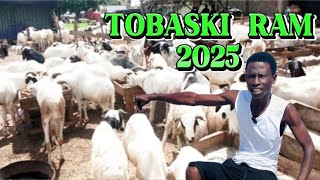 Price Of Tobaski Ram In The Gambia 🇬🇲 2025