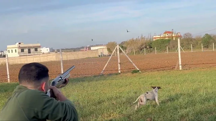 Chasse à la caille au maroc avec pointer anglais