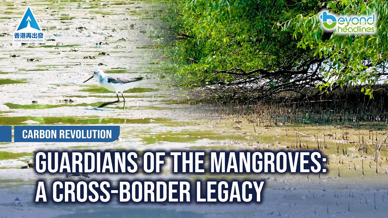 [Carbon Revolution] Guardians of the Mangroves: A Cross-Border Legacy