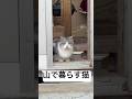 皆様、いつも動画ご視聴、応援、ご支援をたくさんたくさーん！ありがとうございます😭心より感謝申し上げます🙇‍♀️これからもよろしくお願いいたします #猫を救いたい #多頭飼育レスキュー#TNR活動