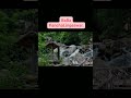 BaBa PanchaLingeswar Temple Balasore//Balasore Tourist places//Lord Shiv jee Balasore.