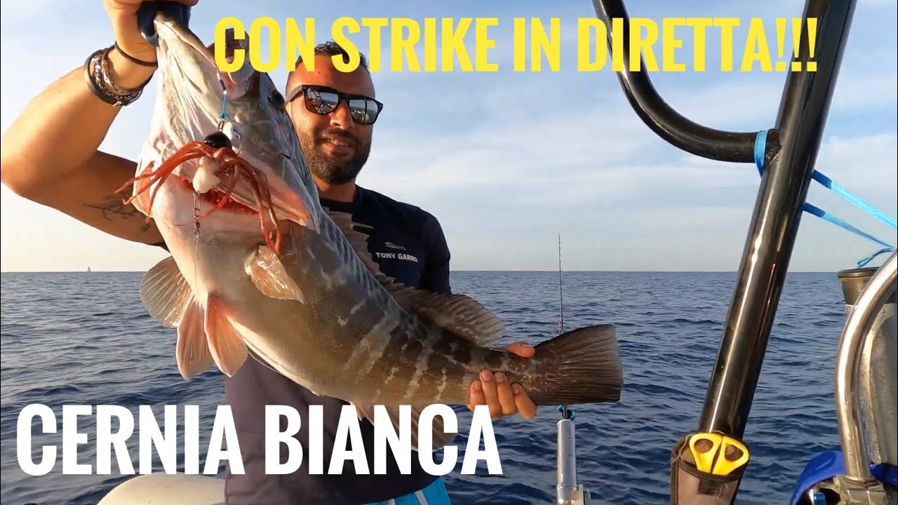 cernia bianca con MUSTAD INKVADER  strike in diretta..