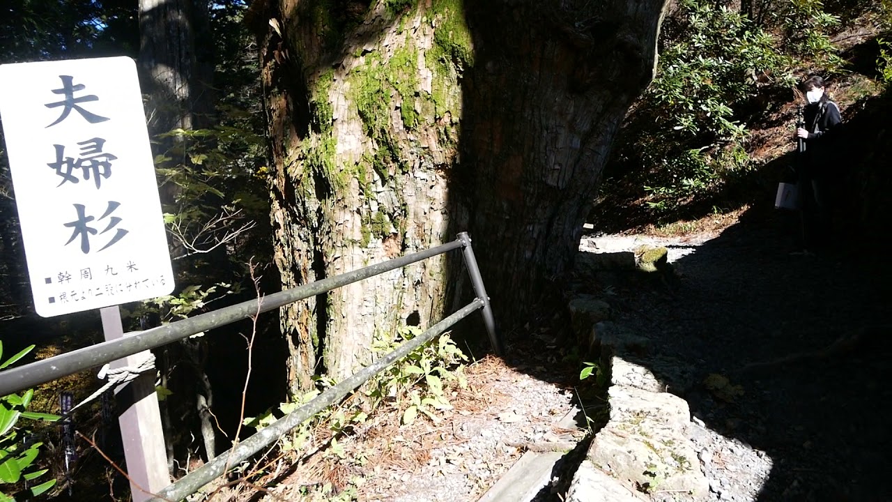 玉置神社の神代杉|巨樹名木探訪|8-樹木|木の情報発信基地