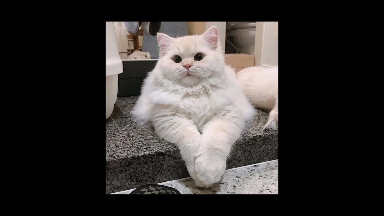 Best Funny 🐕Animal Videos 2022 😂 - Funniest Cats And Dogs Video🐈