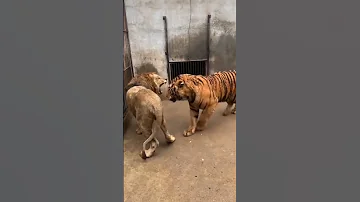 Tiger Bagh Shorts Video Mojiul Vlog 