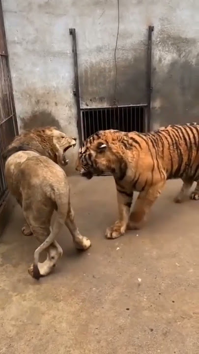 Tiger Bagh shorts video #mojiul vlog#