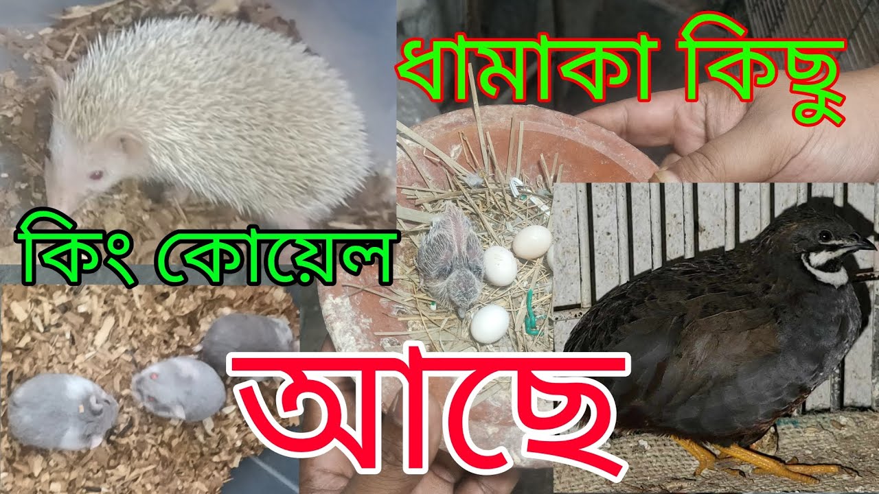 কিং কোয়েল🦜 হেজোয়া🦔 রাশিয়ান হ্যামস্টার 🐹 