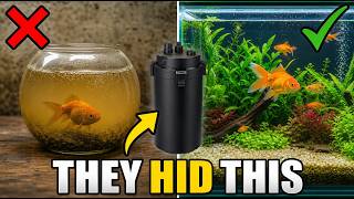 12 Forbidden Goldfish Secrets That Pet Stores Don't Want You to Know