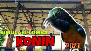 SIMULASI LOMBA KONIN | MELATIH MENTAL KOLIBRI NINJA JUARA