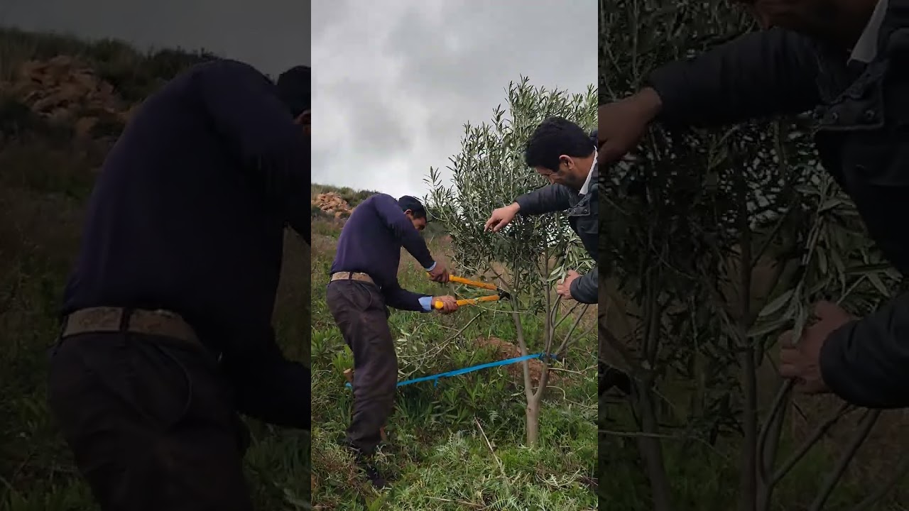 Taille de formation d'un jeune olivier