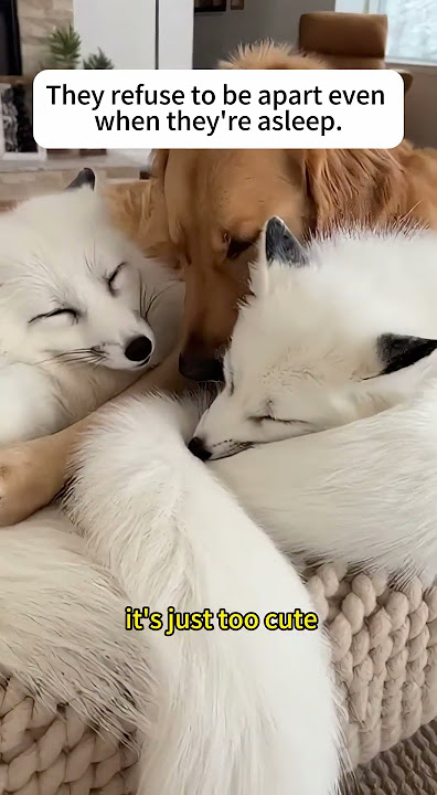 A fox just snatched my bag and bolted!#fox #animals #rescue #dog #shorts