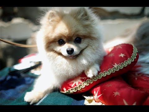 Video: Chó và Sô cô la: Tại sao hai người không pha trộn