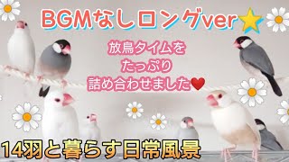 【文鳥】BGMなしロングver☆放鳥タイムミックス♪たっぷり詰め合わせました☆癒しのひとときに♪