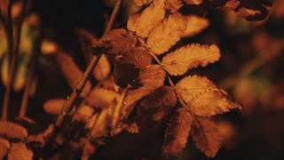 November | Shot On Canon 600D | Cinematic Short Film | EF-S 18-55mm | Nature