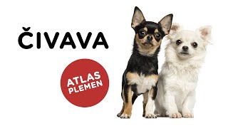 Čivava - Atlas plemen - Tlapka TV