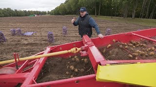 Уборка урожая на экспериментальных полях Президента Беларуси