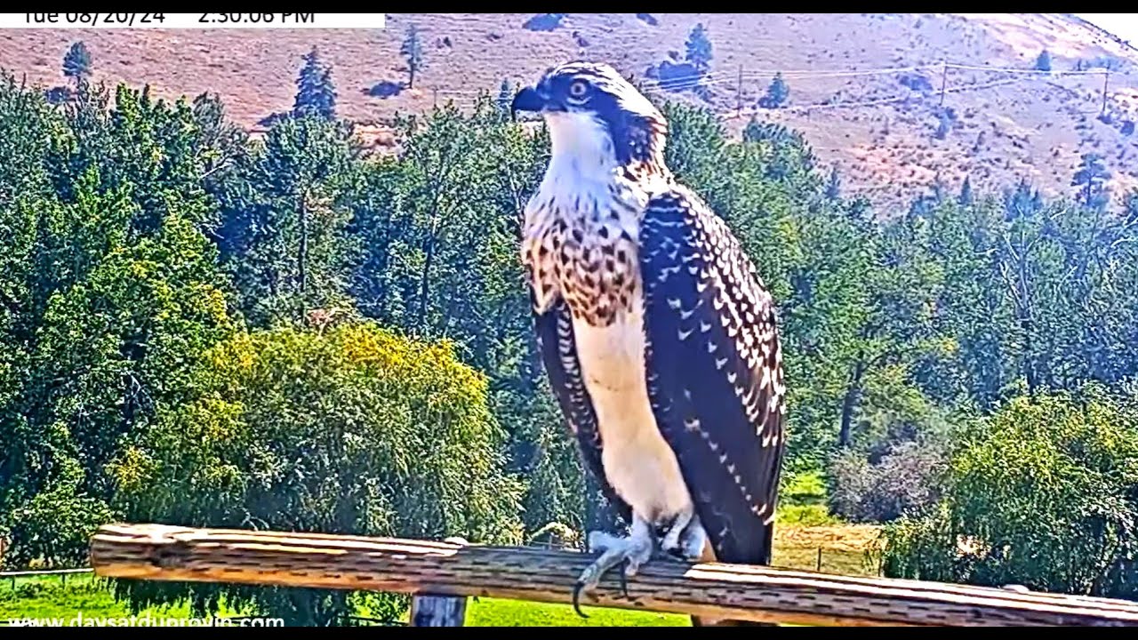 Beautiful Junebug from Dunrovin Ranch 2024 08 2o 02 50 52 892 - YouTube
