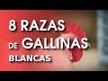 8 Hermosas razas de gallinas blancas 🐔 | Gallina Ponedora