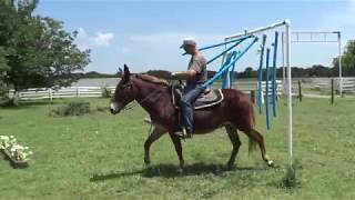 11-Yo John Mule, Belgium Draft Cross, 15Hh, Beginners Can Ride, Well Trained