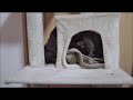 マーキュリーエイト キャットタワー 150cmのレビュー
