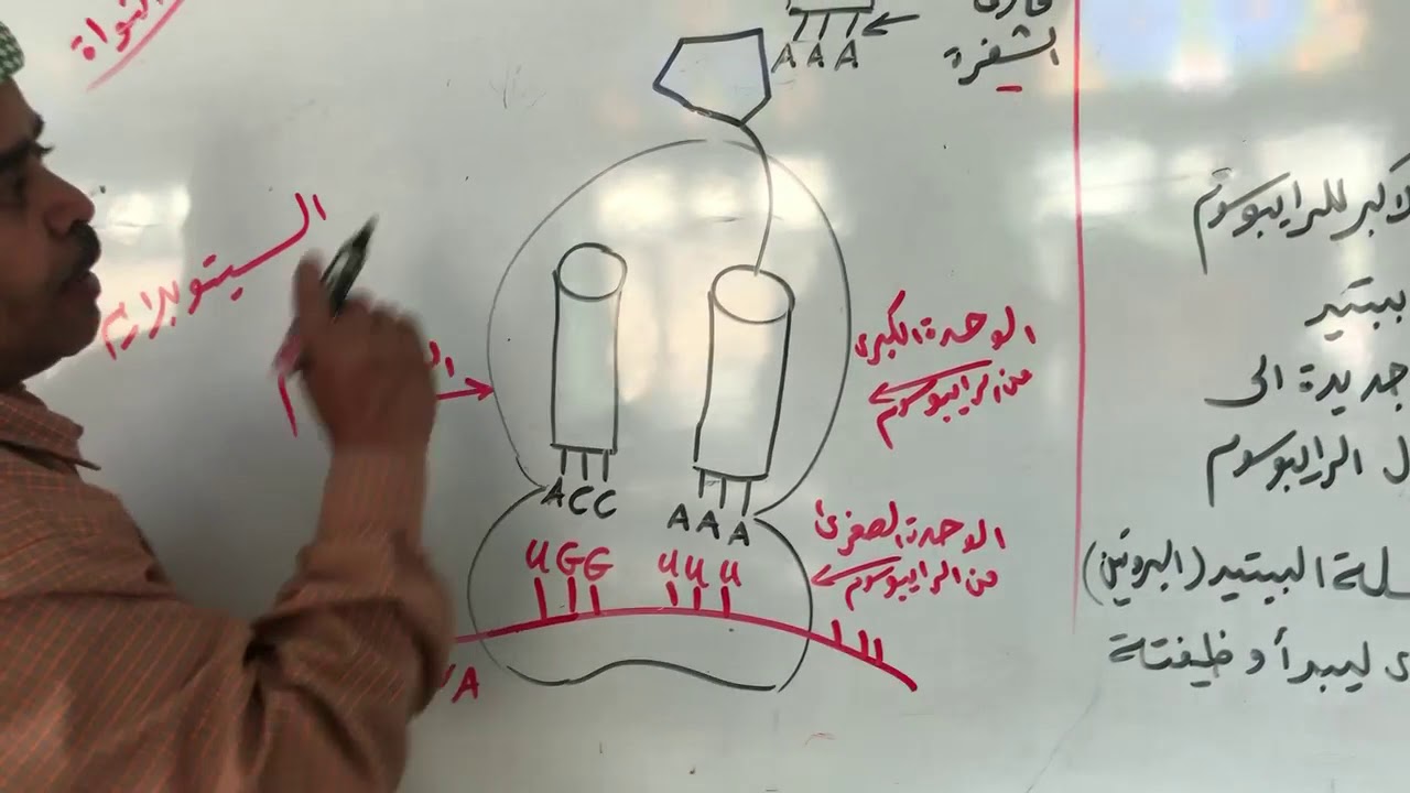 خطوات بناء البروتين لمادة الاحياء الصف الثالث الثانوي