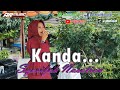 Kanda  syarifah nasution live show ar jaya music