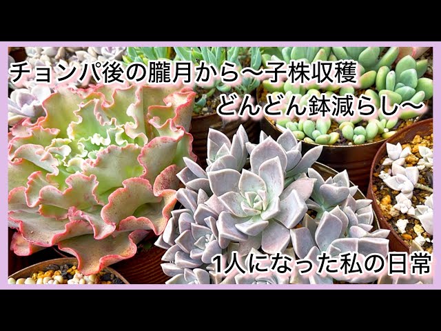 朧月　鉢ごと発送 多肉植物]うちにもあるのよ朧月チョンパ後の朧月から〜鉢減らし
